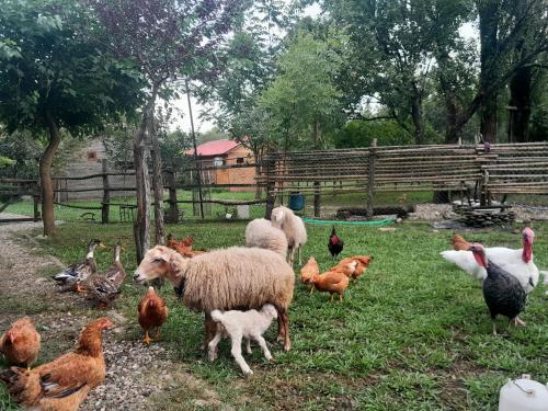 um rebanho de ovelhas e galinhas em um campo em Tiny houses Genacvale em Martvili