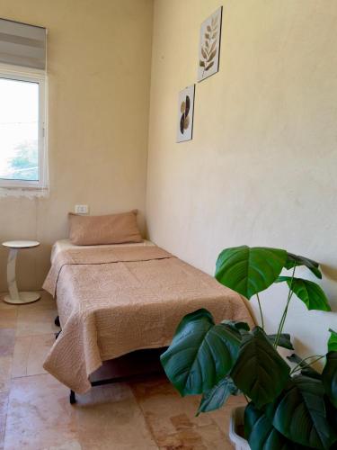 a bedroom with a bed and a plant at Entire Home Near Deadsea & Baptism Site Pool, Garden, BBQ, Great Price in Shūnat Nimrīn