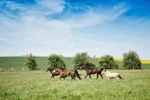 a group of horses running in a field at Hospůdka na Haldě in Boršice
