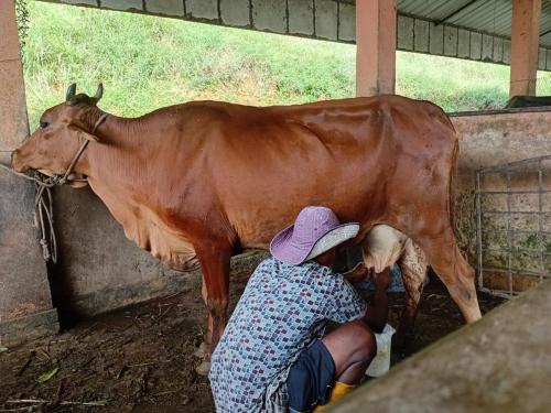 a woman milking a brown cow in a barn at Gal Bungalow in Elpitiya