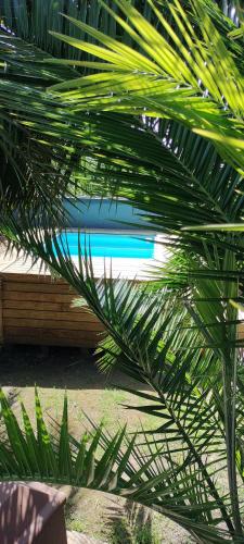 eine grüne Palme vor einem Swimmingpool in der Unterkunft Cottages20 in Coffee Bay