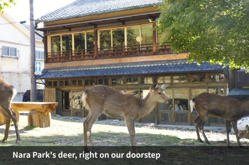 a deer standing in front of a building at VILLA COMMUNICO,Nara in Nara