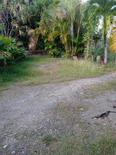 a bird standing on a dirt road with palm trees at Chez Georges in Sainte-Anne