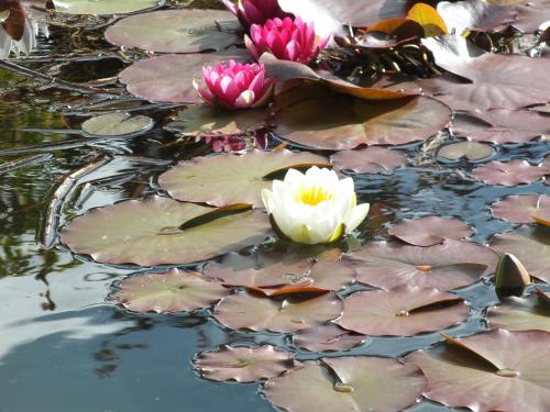 a group of pink and white lilies in a pond at Mortimer Trail B and B in Aymestrey