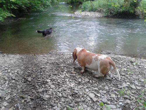 a dog and a black dog standing in the water at Mortimer Trail B and B in Aymestrey
