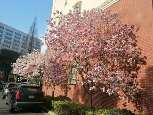 two trees with pink flowers next to a brick building at Mrs Li's Home -- Metro Line No 7 nearby --Shanghai University in Shanghai