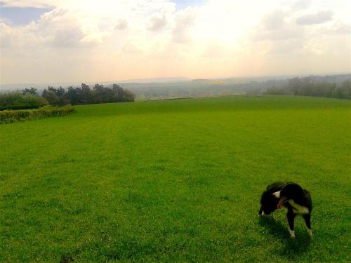 a dog walking in a field of green grass at Mortimer Trail B and B in Aymestrey