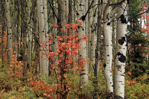 a group of white birch trees with red leaves at Raintree's The Miners Club Park City in Park City