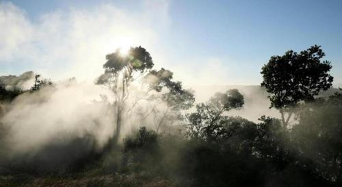 a foggy field with trees and the sun in the background at Volcano House in Volcano
