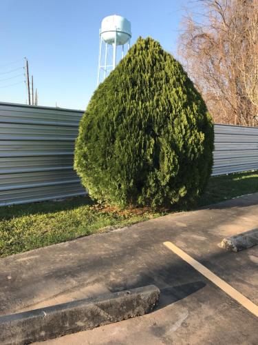 a large bush in front of a fence with a water tower at Moonlight Inn & Suites in Houston