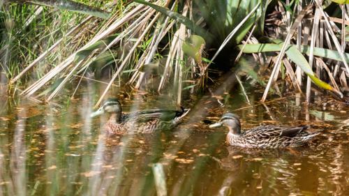 two ducks are swimming in the water at Russell-Orongo Bay Holiday Park in Russell