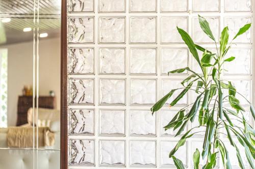a glass wall with a plant in front of a mirror at Casa da Palmeira in Sesimbra