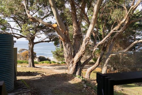 a tree sitting next to a road next to the ocean at Hamptons on the Bay in Swansea