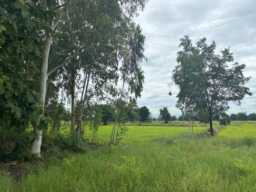 a field of grass with trees in the background at The Sawmill Lakeside Hut in Ban Nong Sakae