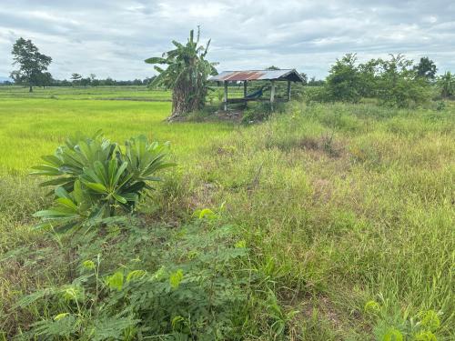 a field of grass with a building in the background at The Sawmill Lakeside Hut in Ban Nong Sakae