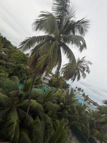 a palm tree towering over a bunch of palm trees at Moodhu Residence in Maamigili