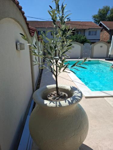 a large vase with a tree in it next to a pool at Serbian home - free parking - Bazen se doplaćuje in Krnjača