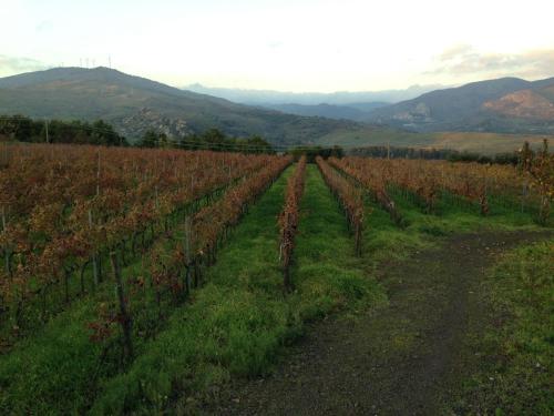a vineyard in a field with mountains in the background at Feudo Vagliasindi -Wine Experience- in Randazzo