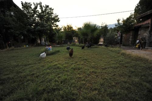 Φωτογραφία από το άλμπουμ του Olympos Koyevi Countryhouse στον Όλυμπο