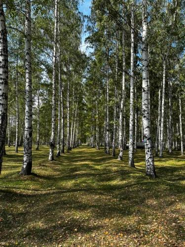 a grove of white birch trees in a field at House in the forest in Tyup