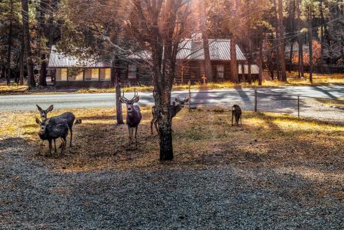 a group of deer standing next to a tree at The Great Escape in Ruidoso