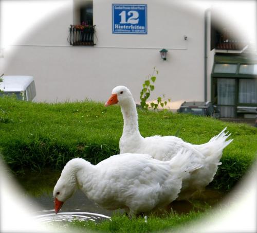 two white ducks are standing in the water at Flackl - Wirt in Reichenau