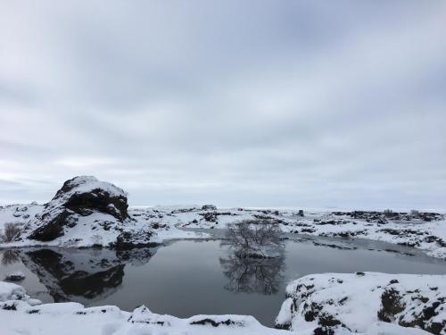 a pond in a snow covered field with a rock at Öndólfsstaðir Farm B&B in Laugar