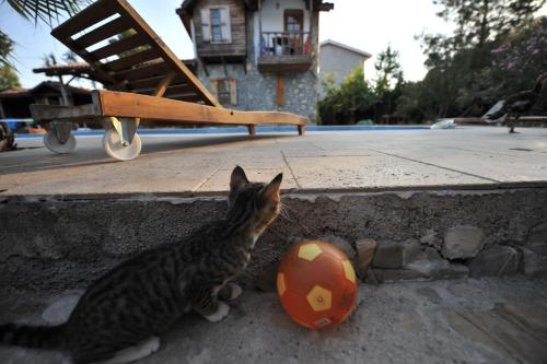 un chat jouant avec un ballon de football sur le sol dans l'établissement Olympos Koyevi Pension, à Olympos