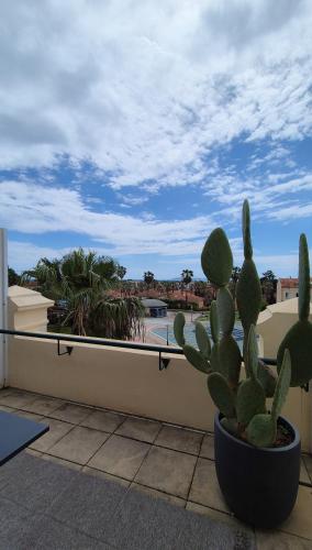 a cactus on a balcony with a view of a pool at Casino Hôtel des Palmiers in Hyères
