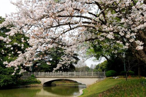 a bridge over a river with a tree with pink flowers at Xijiao State Guest Hotel in Shanghai