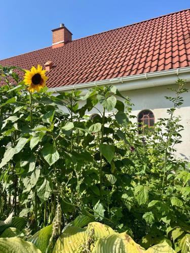Langagergaard B&B - Thy