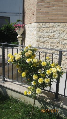 a bunch of yellow flowers on a fence at AFFITTACAMERE La Tartaruga in Civitanova Marche
