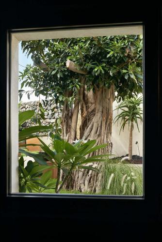 a picture of a large tree with green plants at Sikelia Luxury Hotel in Pantelleria