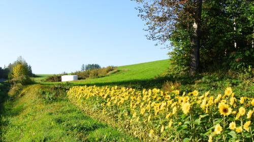 a field of sunflowers on the side of a road at Pension Megumiyuki in Biei