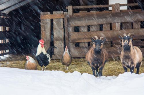 a group of chickens standing in the snow at Landhotel Gutshof in Hartenstein