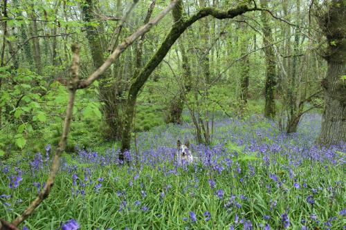 Mincombe Barn Bed & Breakfast – Photos 4