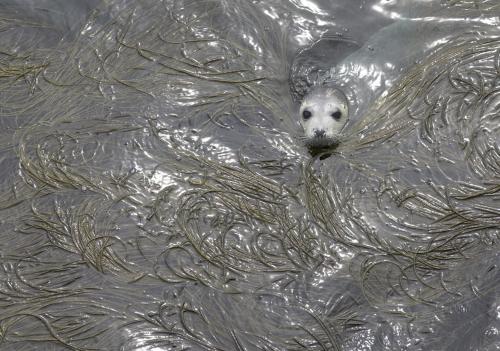 a baby seal swimming in the water at Dolphin Hotel in Inishbofin