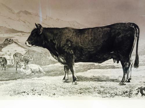 an old picture of a cow standing in a field at Auberge de l'Assesseur - Mont-Soleil in Saint-Imier
