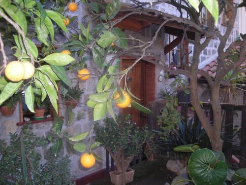 a bunch of oranges hanging from a tree at B&B L'Arcobaleno in Sorrento