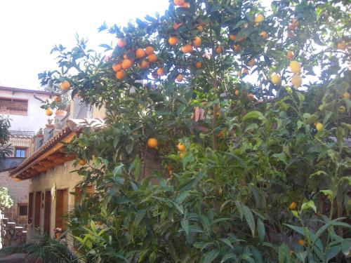 an orange tree in front of a building at B&B L'Arcobaleno in Sorrento