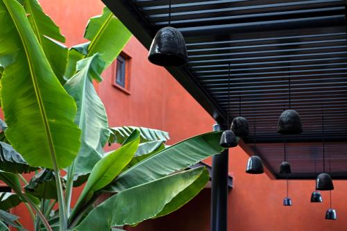 a bunch of green leaves hanging from a building at El Callejón Hotel Boutique in Oaxaca City