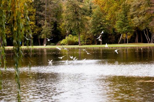 a flock of birds flying over a lake at M Hotel in Genk