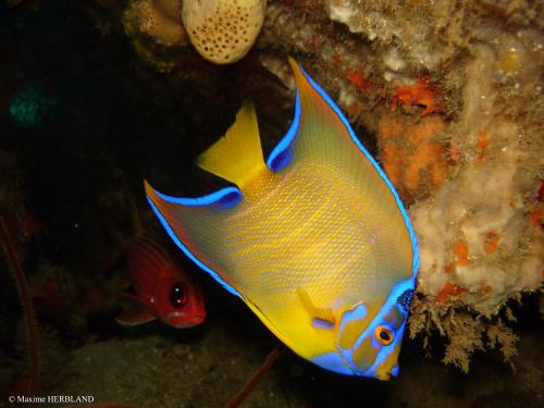 un pez amarillo y azul en el agua en BRIN d AMOUR COTE ATLANTIQUE voir site vacances en martinique, en La Trinité