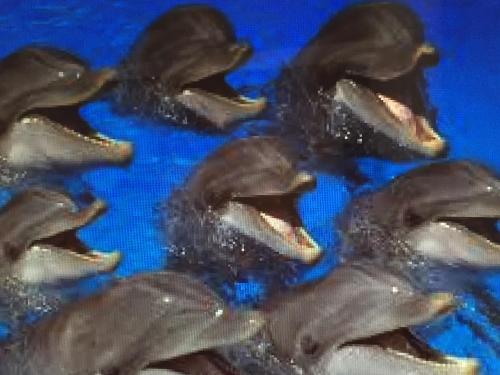 a group of dolphins swimming in the water at BRIN d AMOUR COTE ATLANTIQUE voir site vacances en martinique in La Trinité
