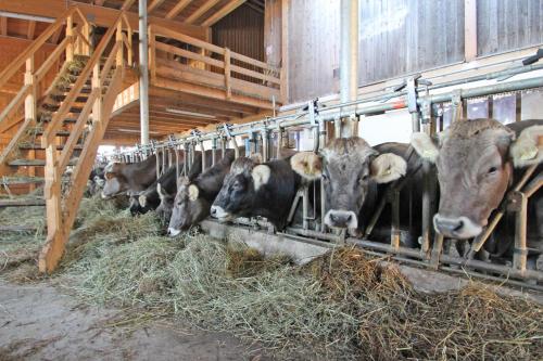 Animales en la casa vacacional o alrededores