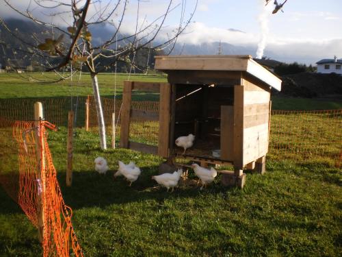 Animales en la estancia rural o alrededores