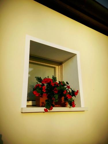 a window with a pot of red flowers on it at Agriturismo Honey Farm in Piazzola sul Brenta