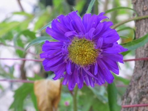 a purple flower next to a tree at Pubali Homestay in Bolpur