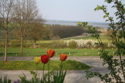 two red and yellow tulips in front of a road at Reethus Stöfs in Behrensdorf