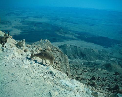 two goats are standing on a rocky mountain at Daroma by Isrotel Collection in Mitzpe Ramon